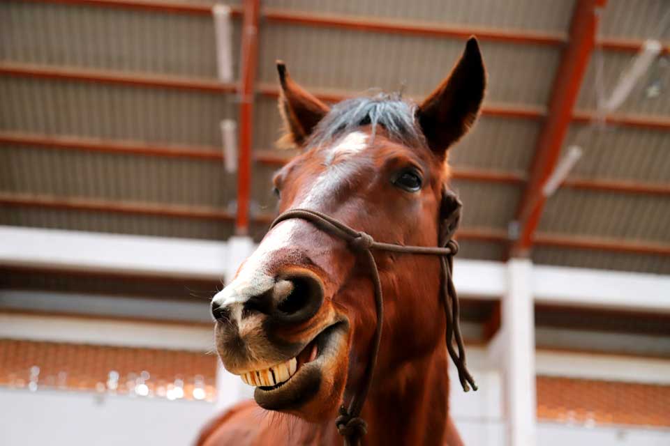 horse won't chew hay